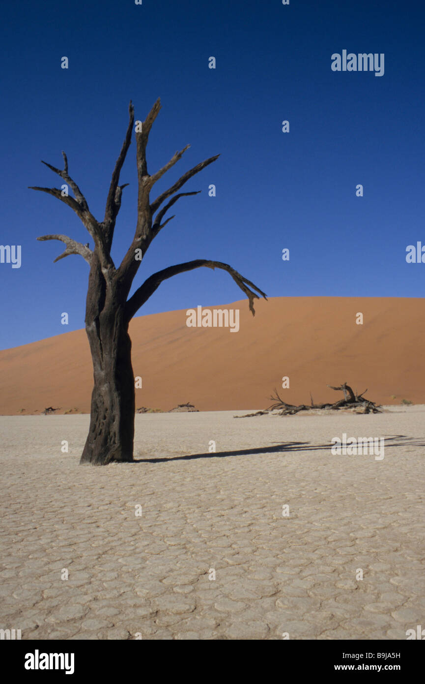 Deadvlei sossusvlei namibia hi-res stock photography and images - Alamy