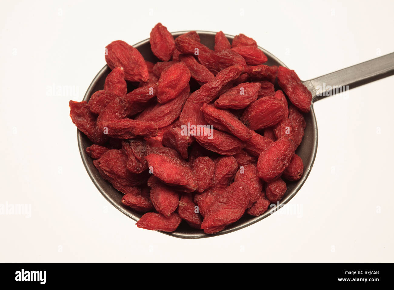 edible berry and medicinal plant Wolfberry or Western Snowberry Goji