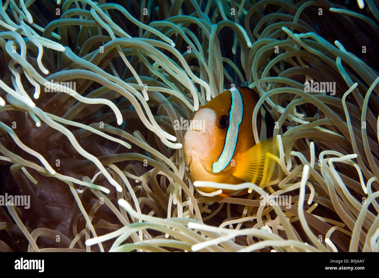Yellowtail Clownfish (Amphiprion clarkii), Indonesia, Southeast Asia Stock Photo