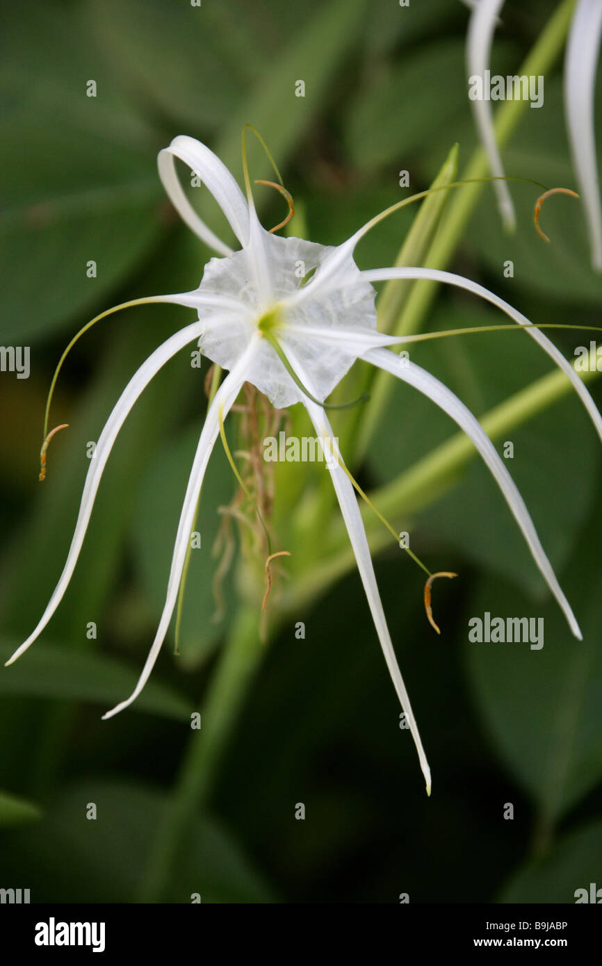 Beach Spider Lily, Hymenocallis littoralis, Amaryllidaceae, Subtropical America Stock Photo