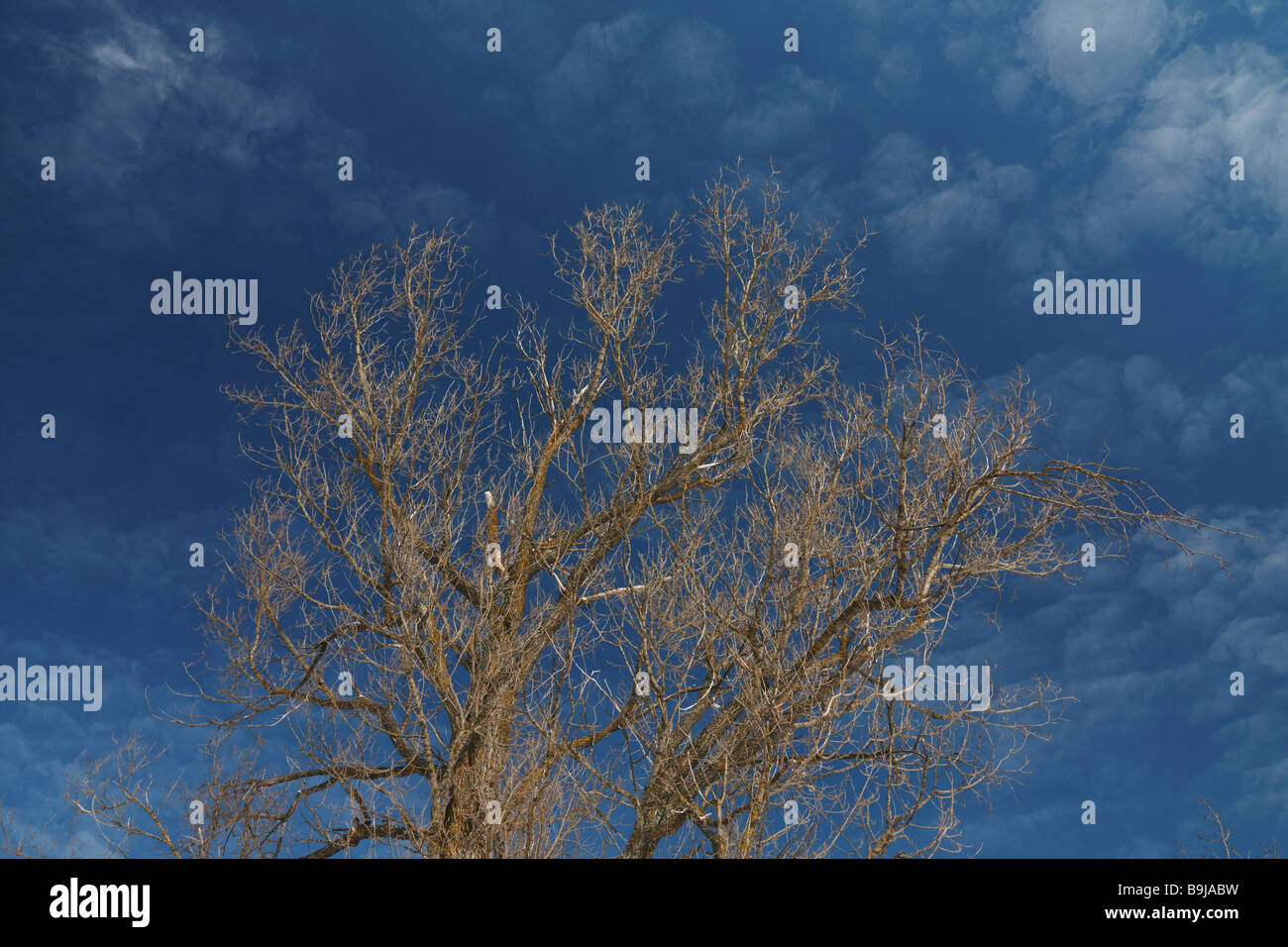 Crown of tree upon blue sky in winter Stock Photo - Alamy