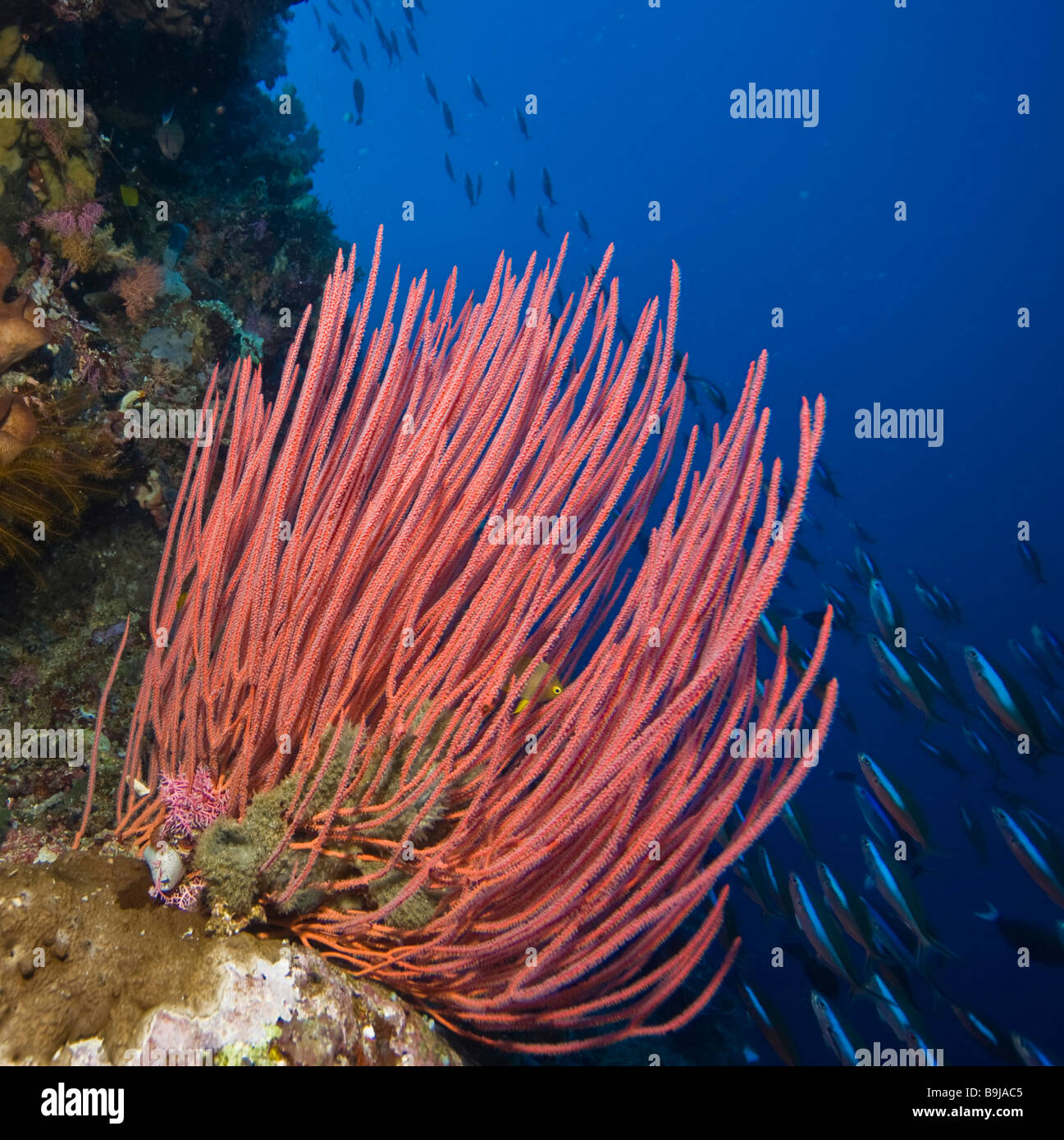 Sea Whip (Ellisella ceratophyta), Indonesia, Southeast Asia Stock Photo