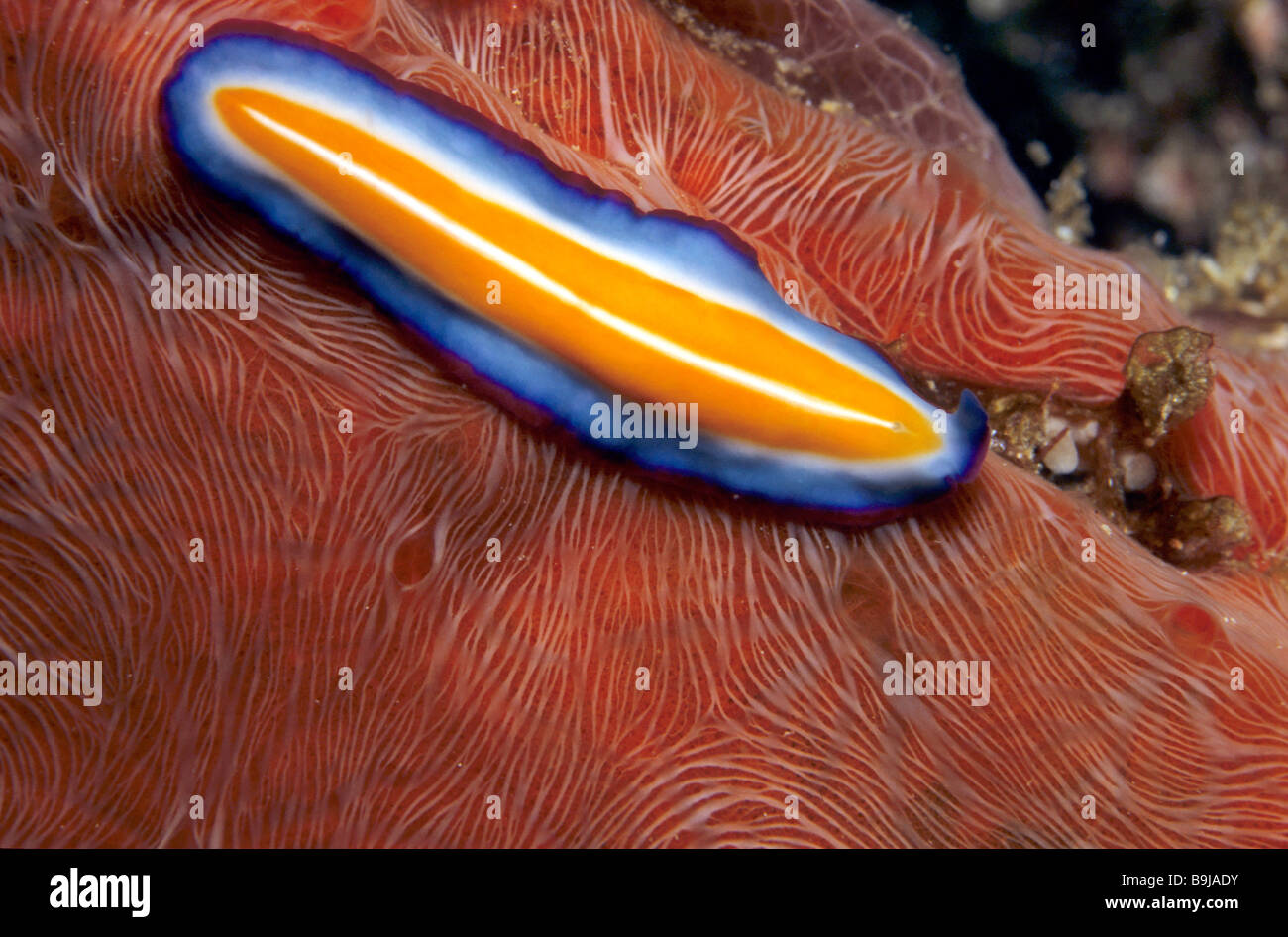 Susan´s Flatworm (Pseudocerus susanae), Philippines, Southeast Asia Stock Photo