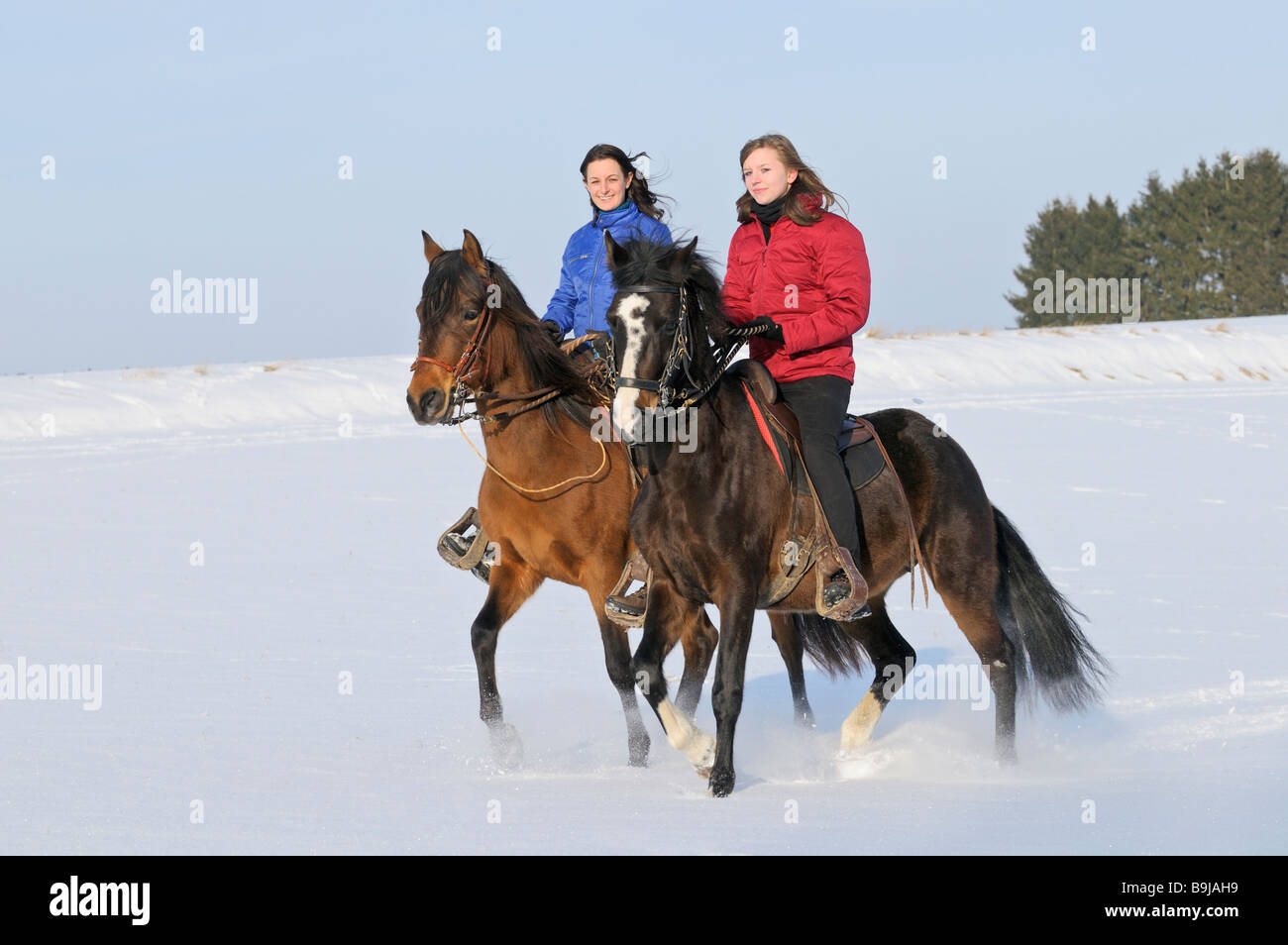Young riders on Paso Fino horses in winter Stock Photo