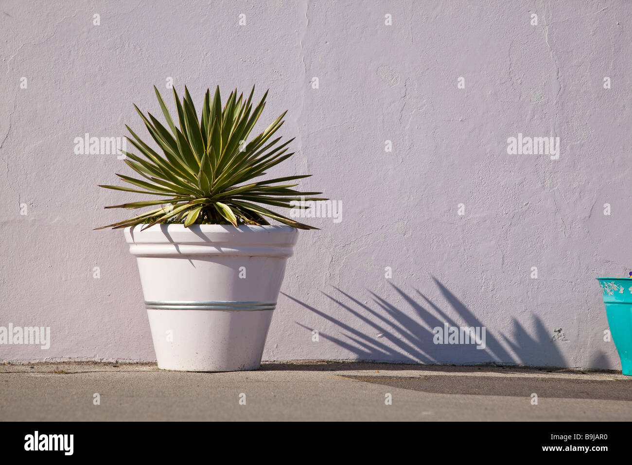 Potted plant Stock Photo - Alamy