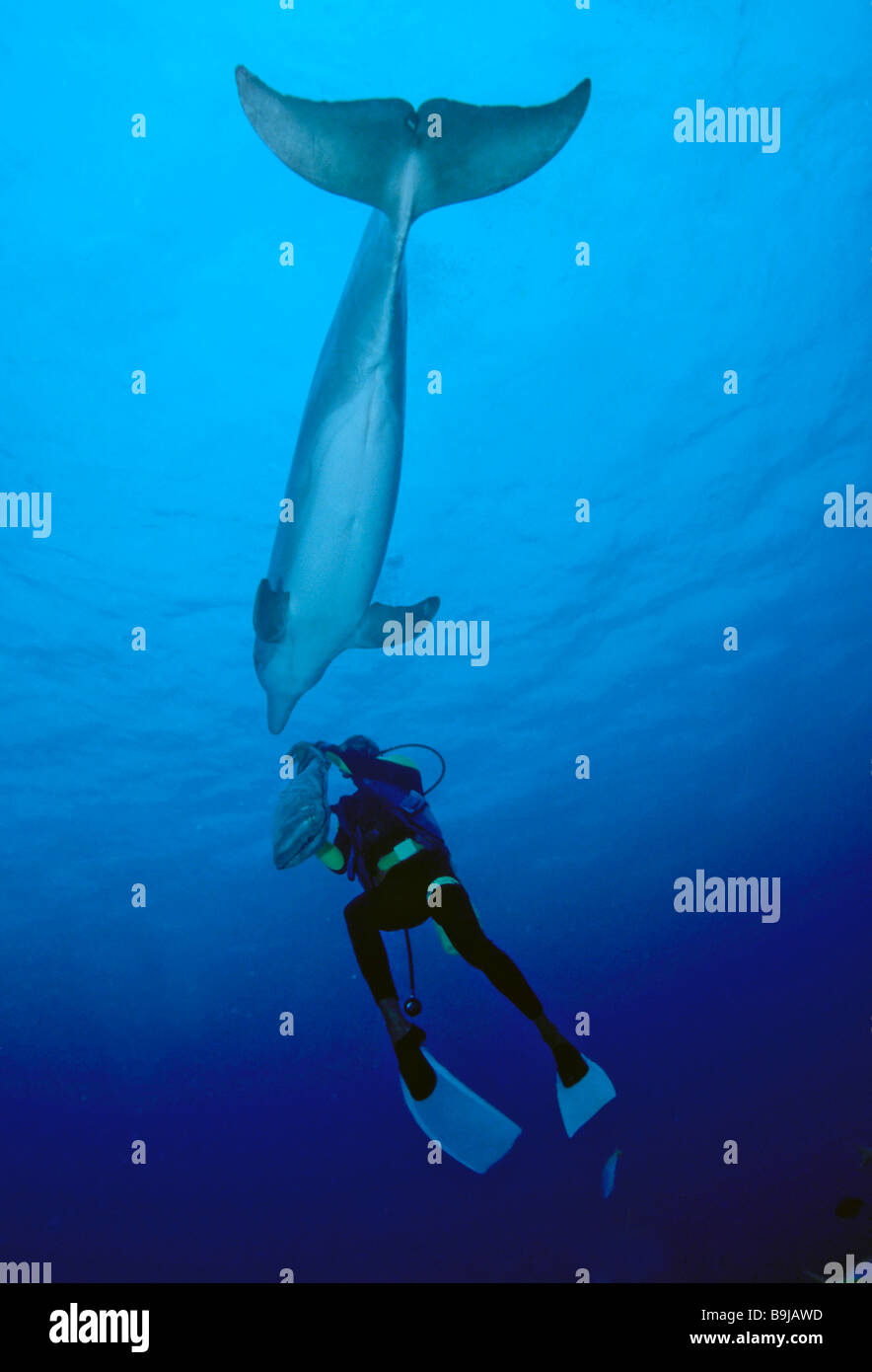 Bottlenose Dolphin (Tursiops truncatus) and scuba diver, Bahamas, Central America Stock Photo