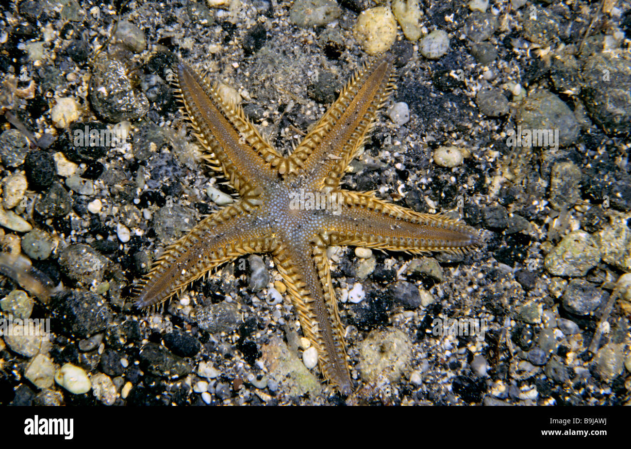 Astropecten aranciacus (Astropecten aranciacus), sea star, Mediterranean Sea, Turkey Stock Photo