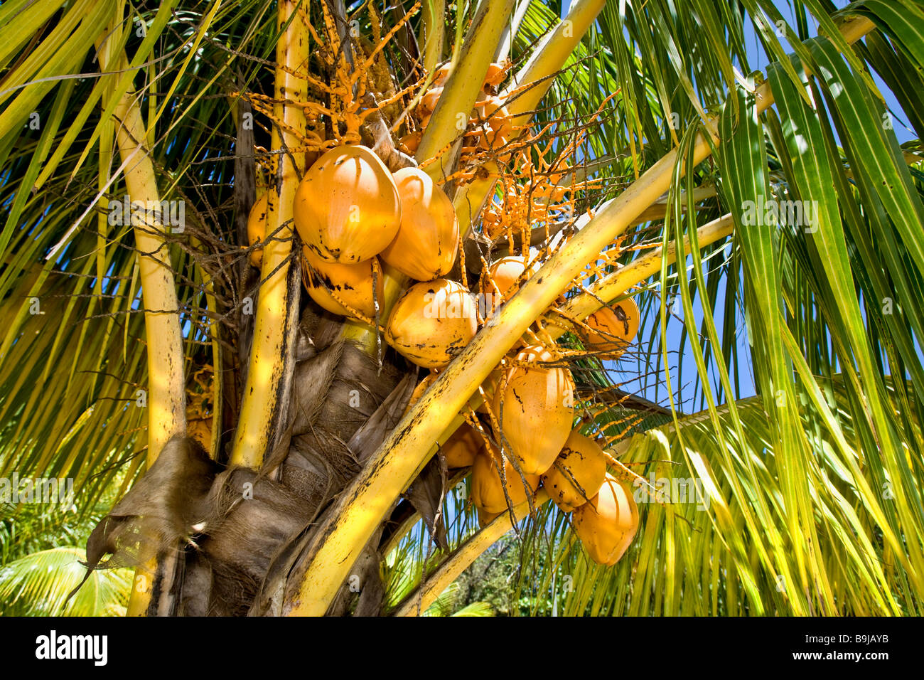 Coconuts (Cocos nucifera) hanging on a palm tree, Indonesia, Southeast Asia Stock Photo