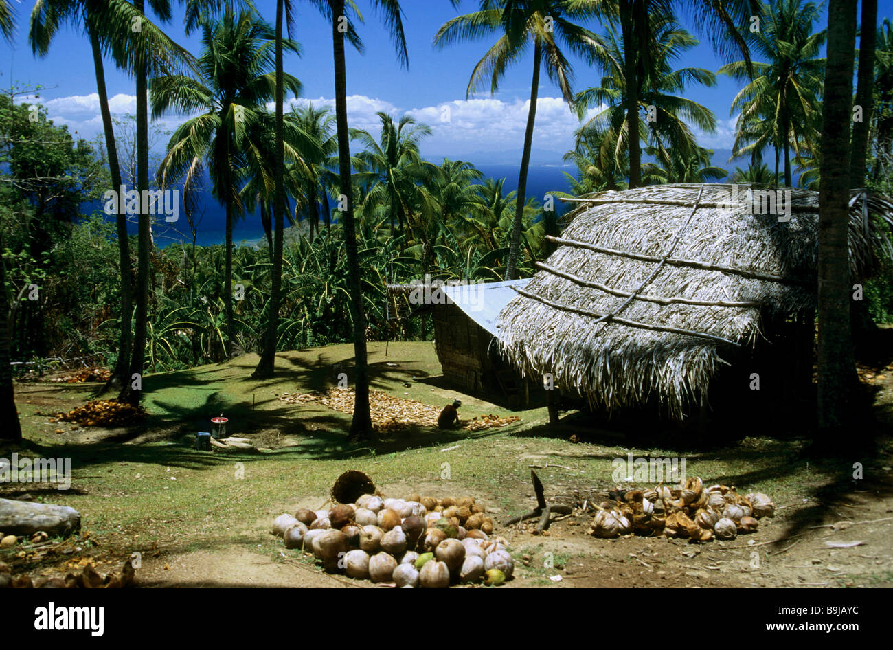 Coconut plantation, Philippines, Southeast Asia Stock Photo