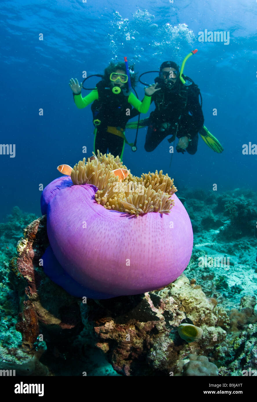 Scuba diving teacher with a child doing the diver's quaification in the sea, a big purple anemone at front, Indonesia Stock Photo