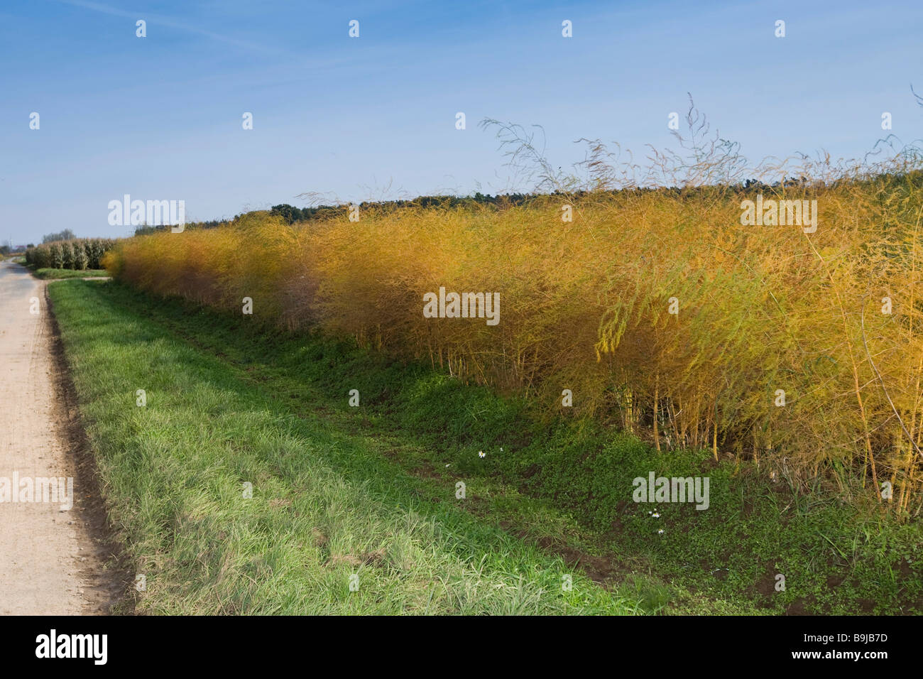 Field of withered asparagus or common asparagus (Asparagus officinalis L.), Hesse, Germany, Europe Stock Photo