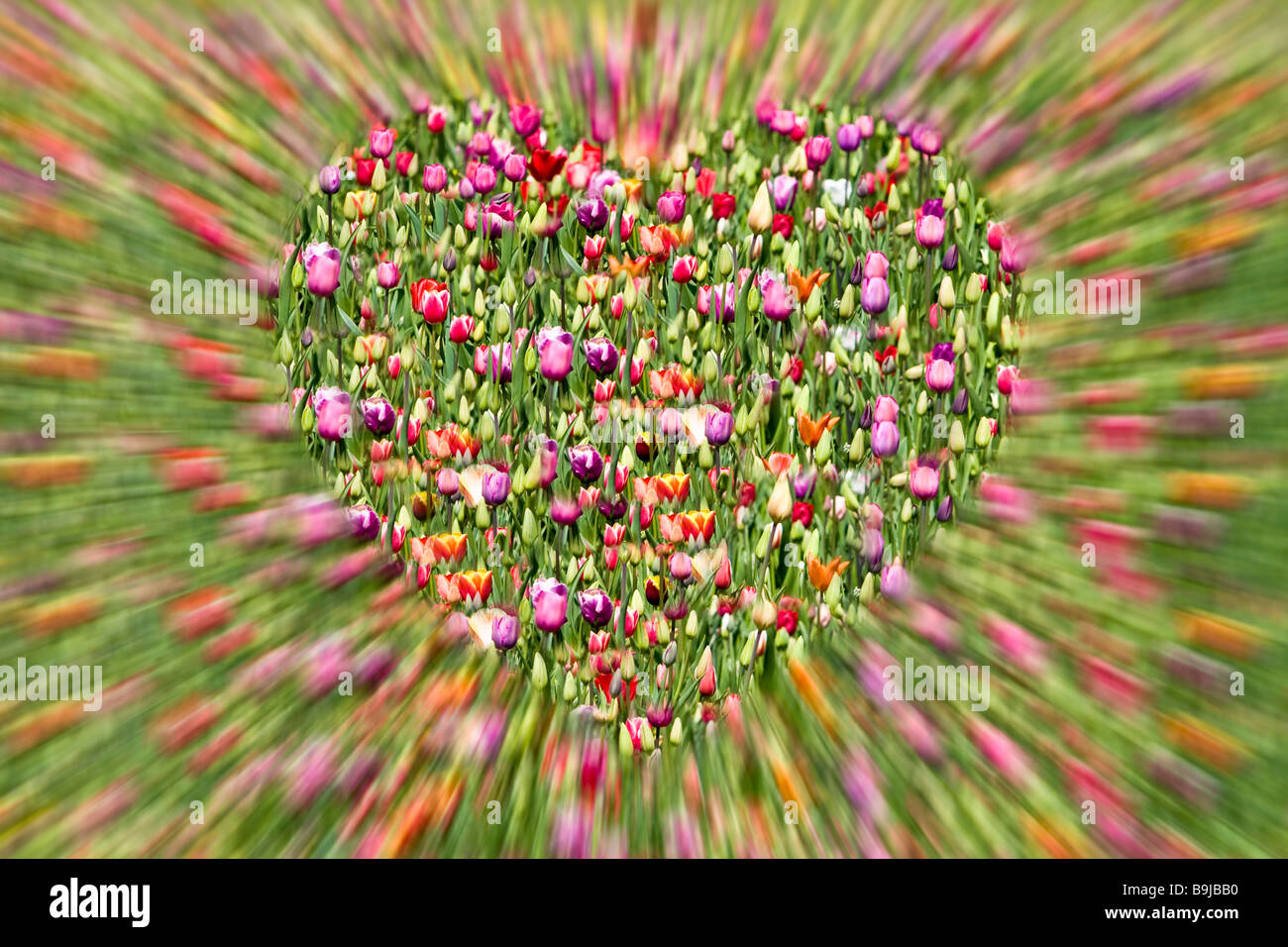 A heart made of tulips Stock Photo