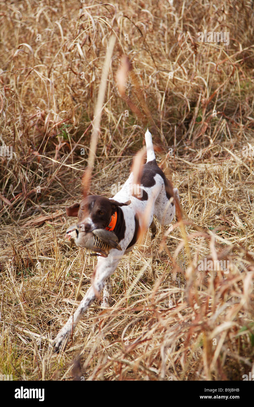 Hunting dog German short haired pointer retrieving a game bird Game bird Chukar in dog s mouth