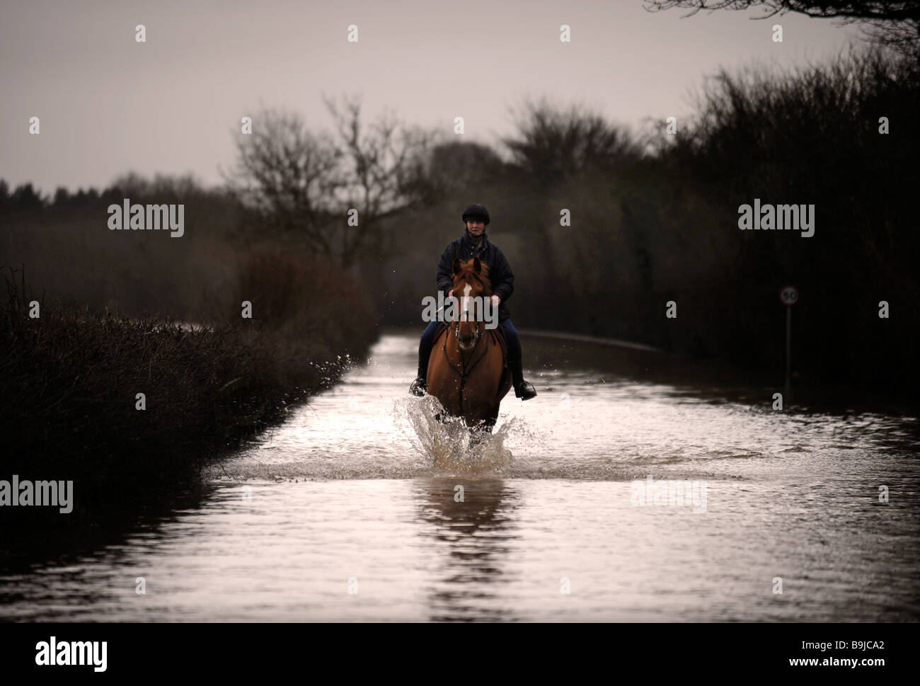 Wading horse hi-res stock photography and images - Alamy