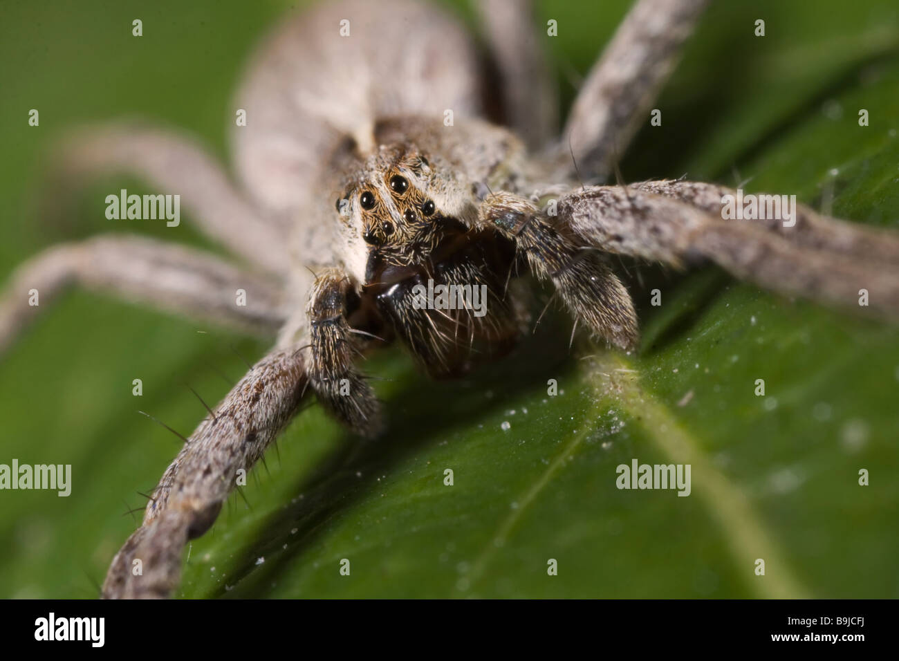 Nursery-Web Spider - (pisaura mirabilis) lies in wait Stock Photo