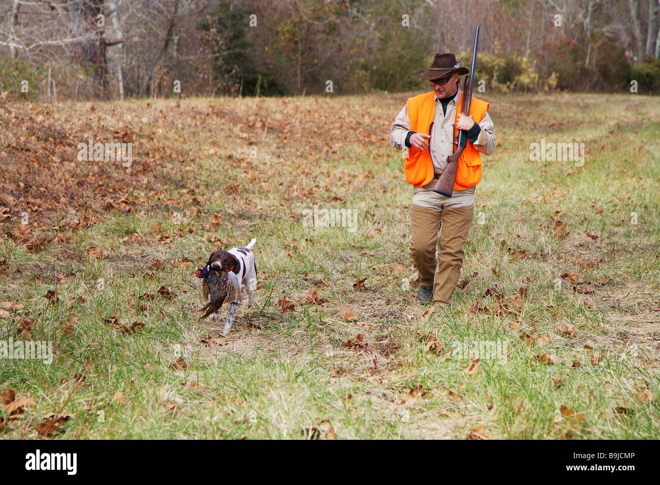 Hunting dog German short haired pointer retrieving a game bird Game bird pheasant in dogs mouth