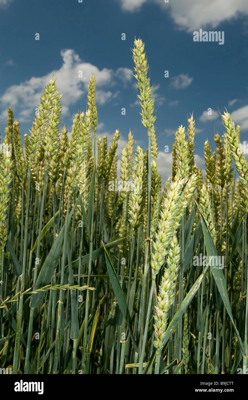 Wheat field (Poaceae triticum) Stock Photo