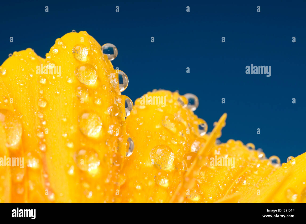 Gerbera (Gerbera), blossom covered with water drops, close-up Stock Photo