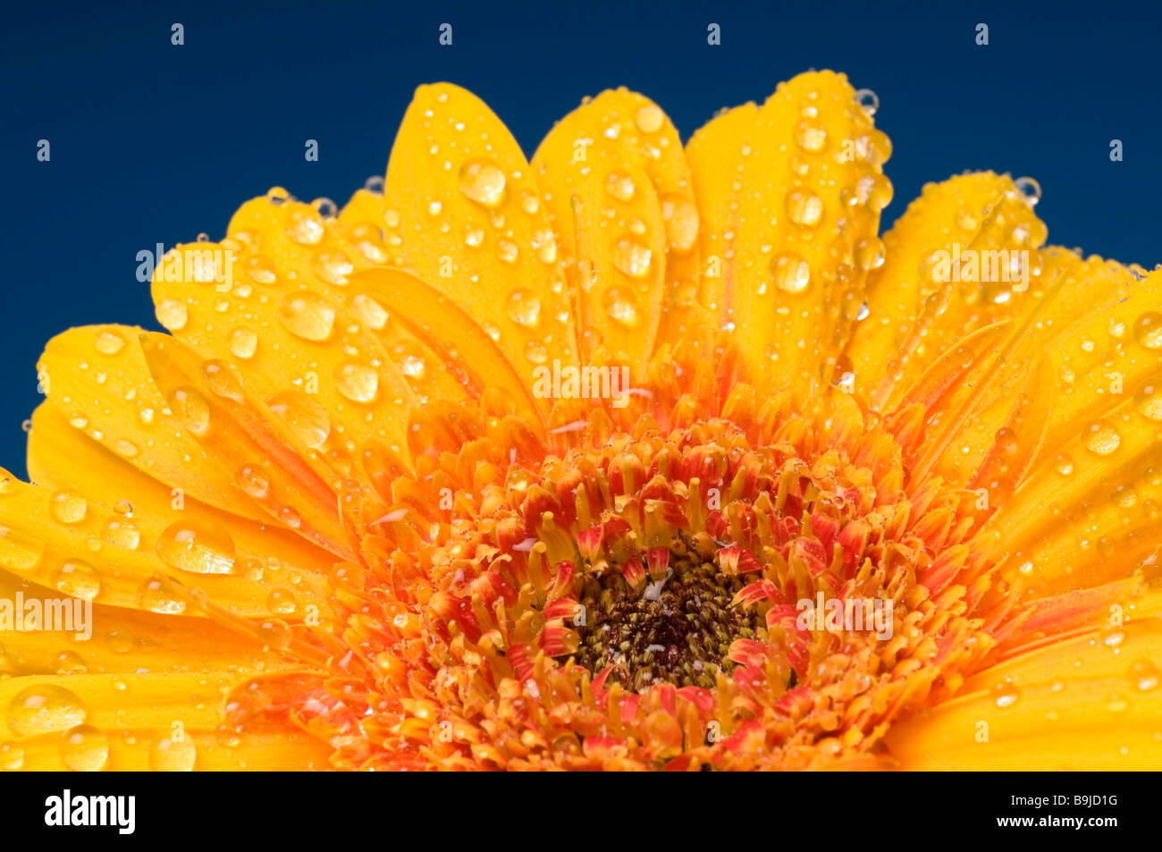 Gerbera gerbera blossom covered with water drops stock image