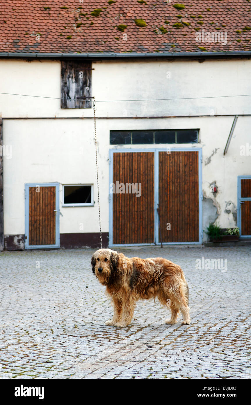 Dog on a chain on a farm, Horbach, Lower Franconia, Bavaria, Germany, Europe Stock Photo