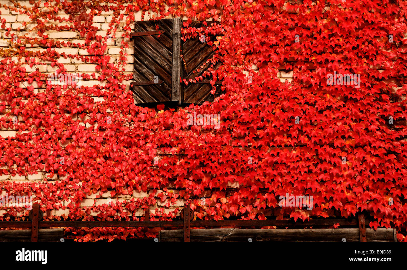 Red foliage of a Common Grape Vine (Vitis vinifera) on a barn wall, Lilling, Middle Franconia, Bavaria, Germany, Europe Stock Photo