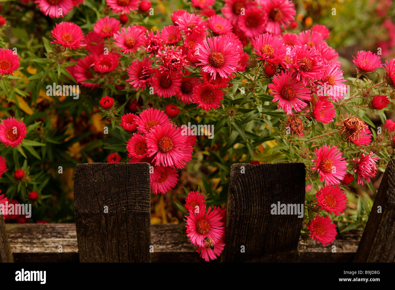New York Aster (Aster novi-belgii) on a wooden fence Stock Photo