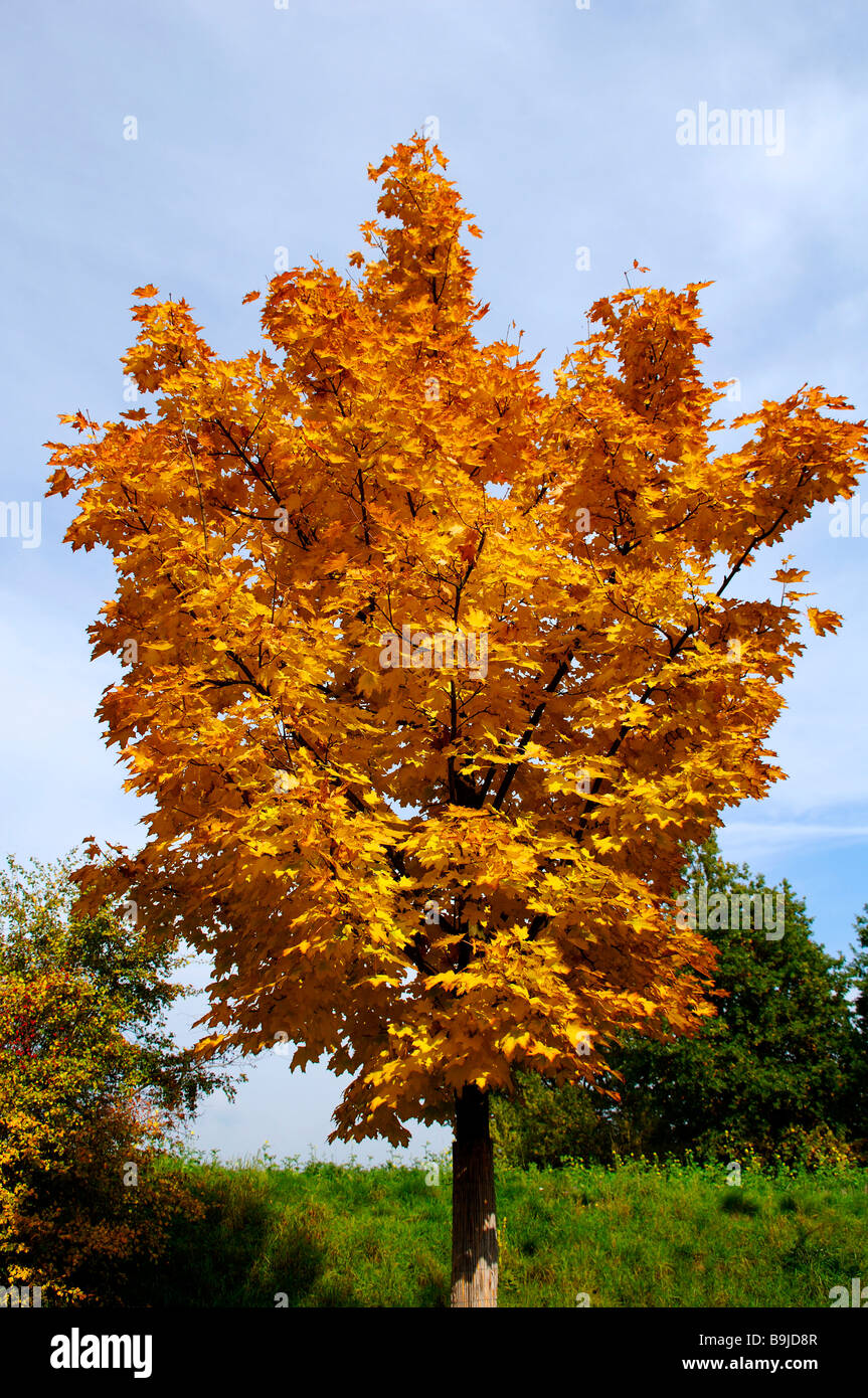 Autumn coloured Norway Maple (Acer platanoides), Eckental, Middle ...