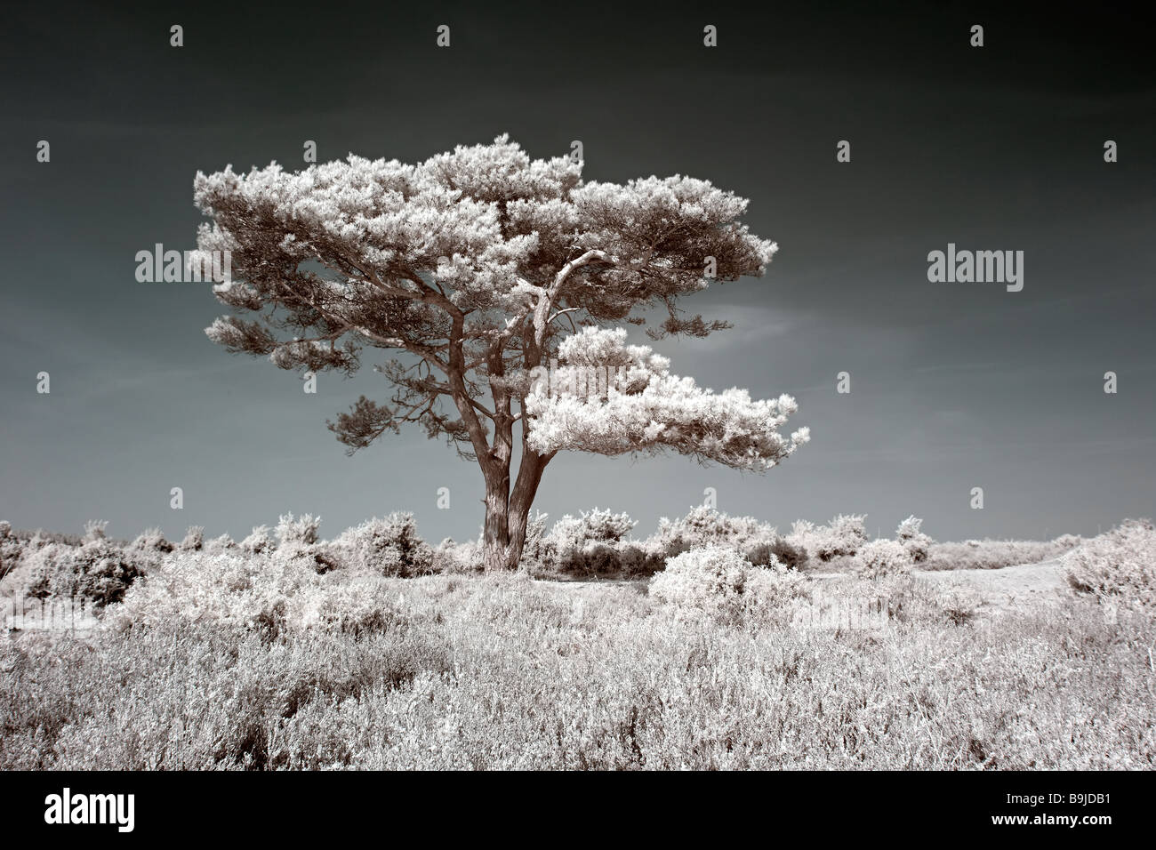 A photogenic pine tree at Bratley View in the New Forest, UK, shot in infra-red Stock Photo