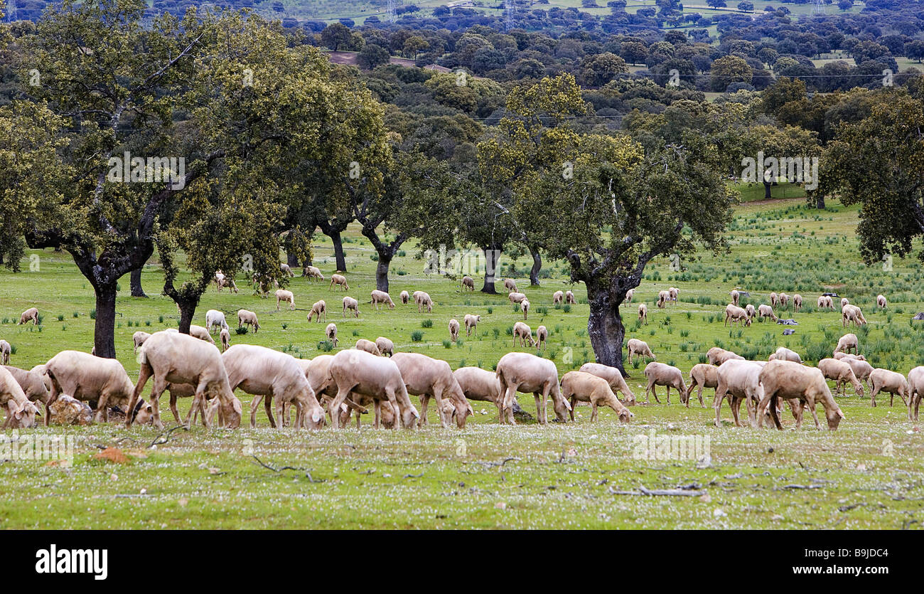 spain Extremadura sheep-herd destination agriculture animals mammals useful-animals herd sheep animal husbandry cattle-raising Stock Photo