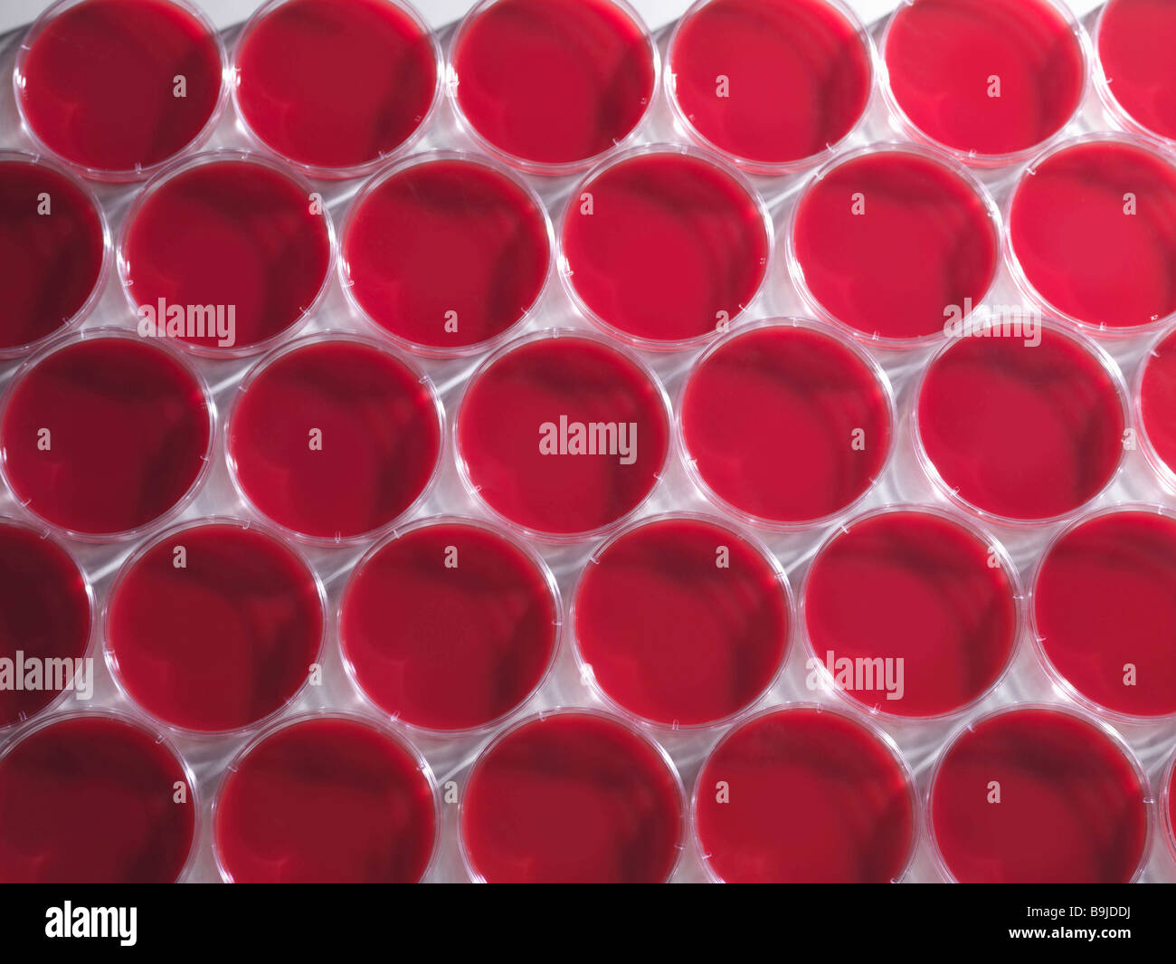Petri dishes in laboratory Stock Photo