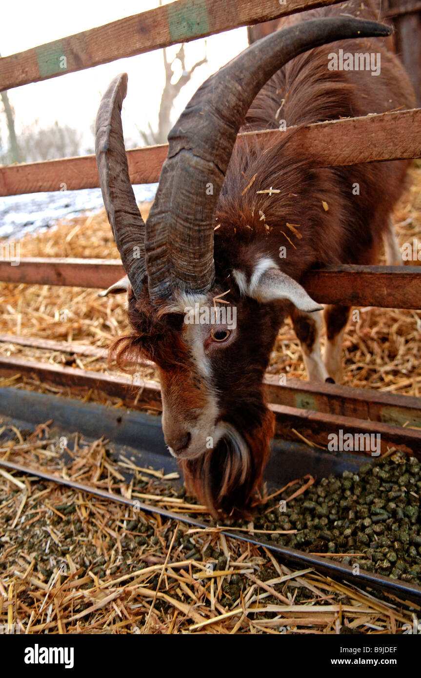 Billy goat feeding in a barn, Othenstorf, Mecklenburg-Western Pomerania, Germany, Europe Stock Photo