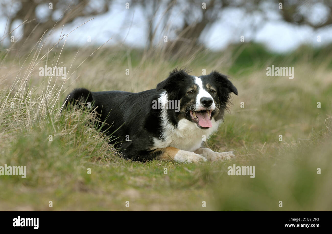 Welsh border collie sheepdog in country surroundings Stock Photo