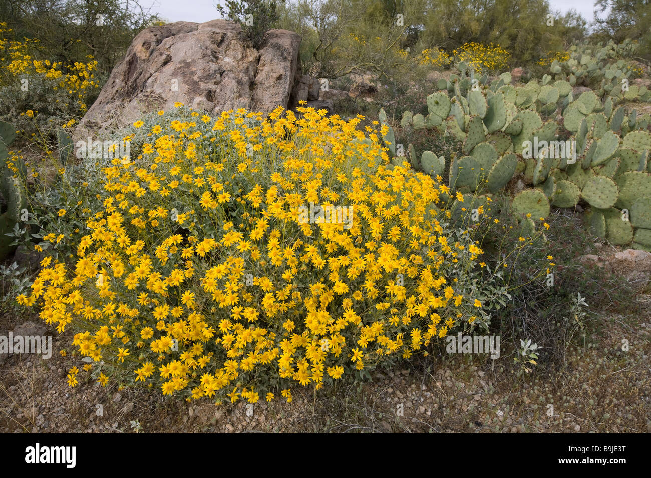 Brittlebush Encilia farinosa in Bloom Apache Trail area Arizona Stock Photo