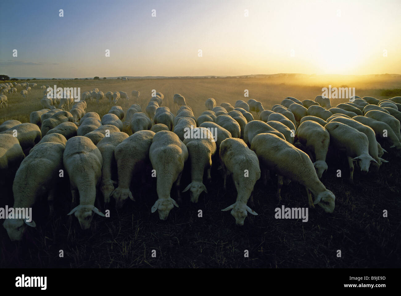 spain Castile-La Mancha sheep-herd sunset animals sheep herd animal husbandry cattle-raising agriculture grazes outside Stock Photo