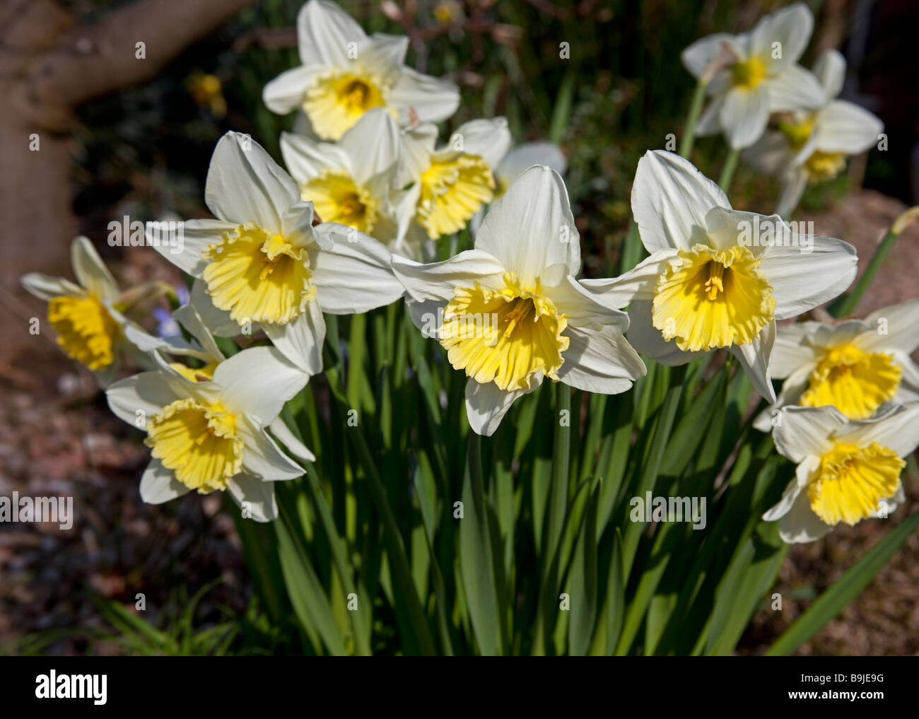 Clump of yellow and white Daffodils, UK, Europe Stock Photo