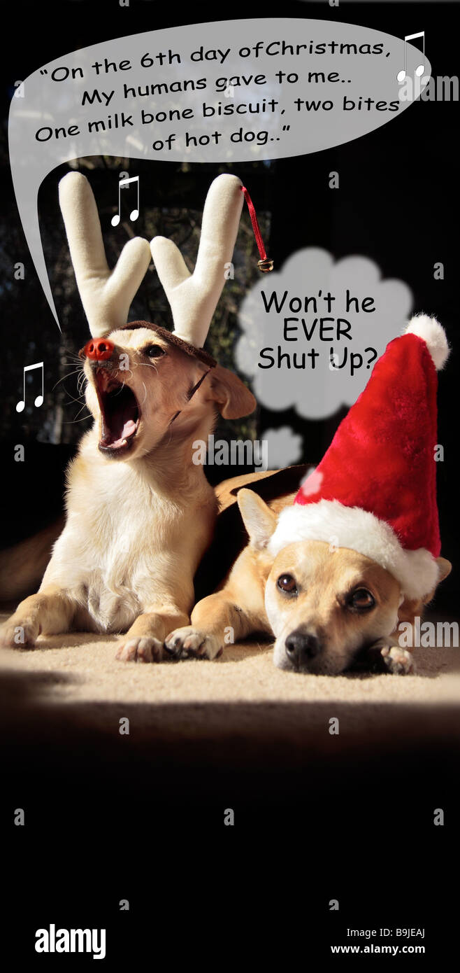 Singing dogs christmas hi-res stock photography and images - Alamy