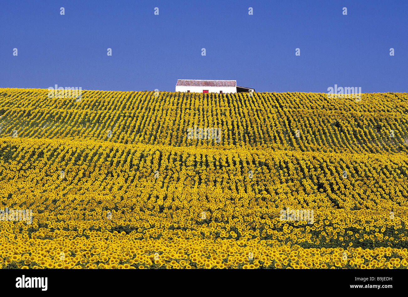 spain Andalusia field-landscape sunflower-field house Iberian peninsula ...