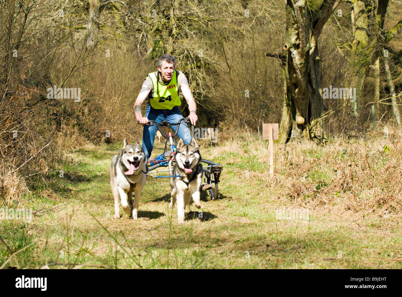 Sled dogs racing through a wood Stock Photo