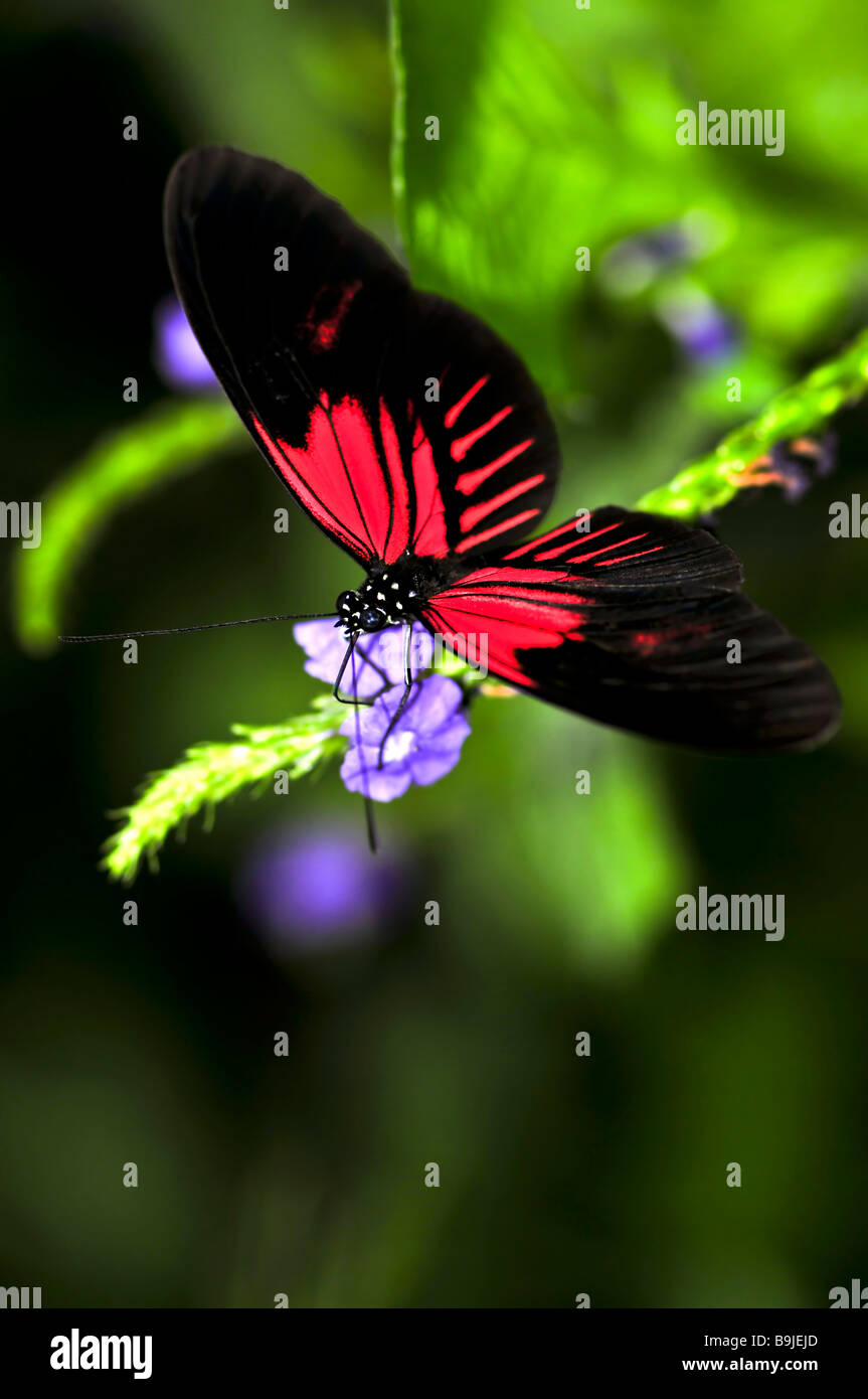 Red heliconius dora butterfly on a flower Stock Photo