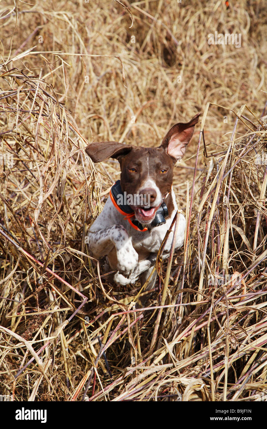 Close Up Of A Bird Dog German Short Haired Pointer Working A Field