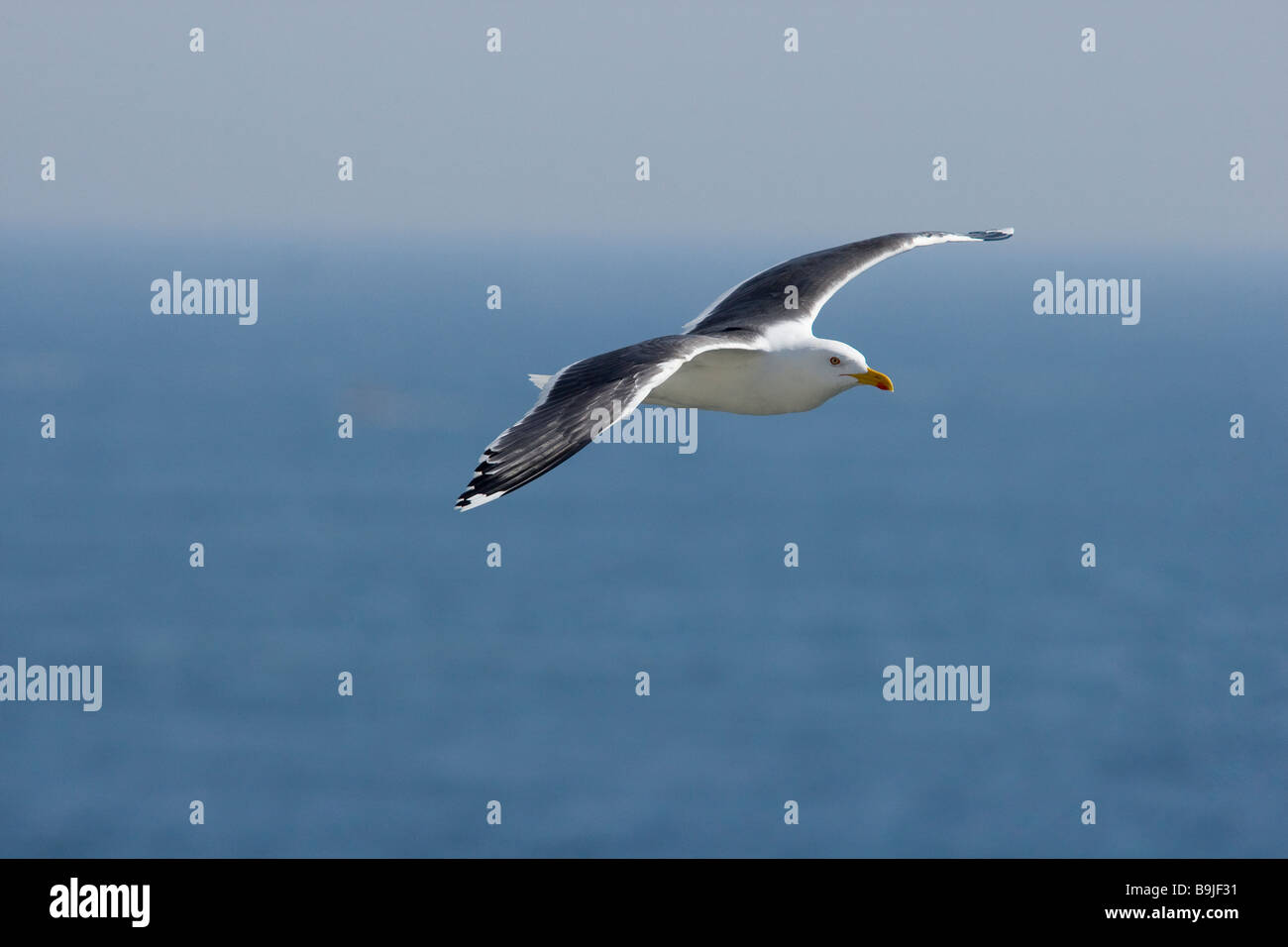 herring gull in flight Stock Photo Alamy