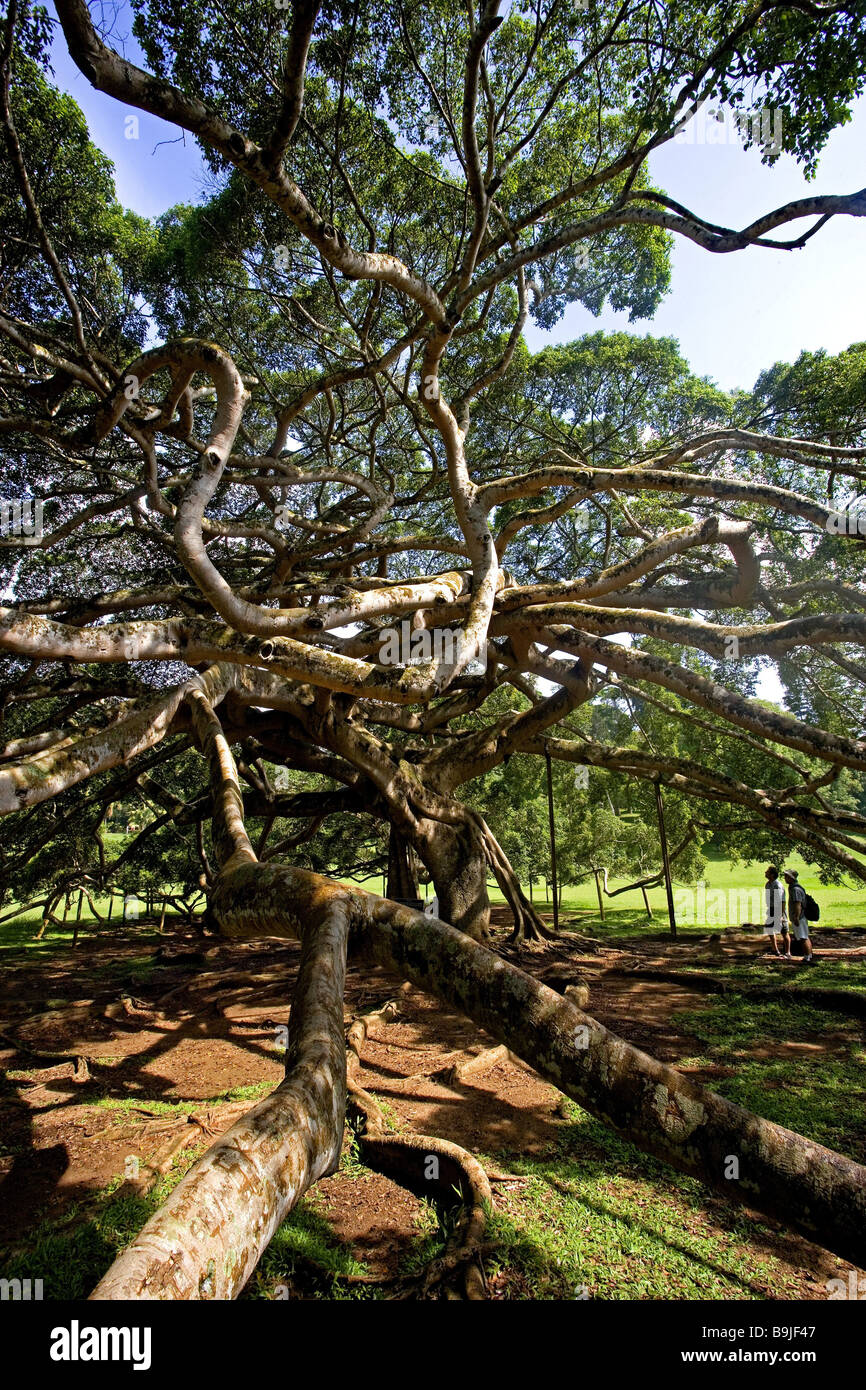 Sri Lanka Kandy Peradeniya Botanical Garden Fig Tree Asia South