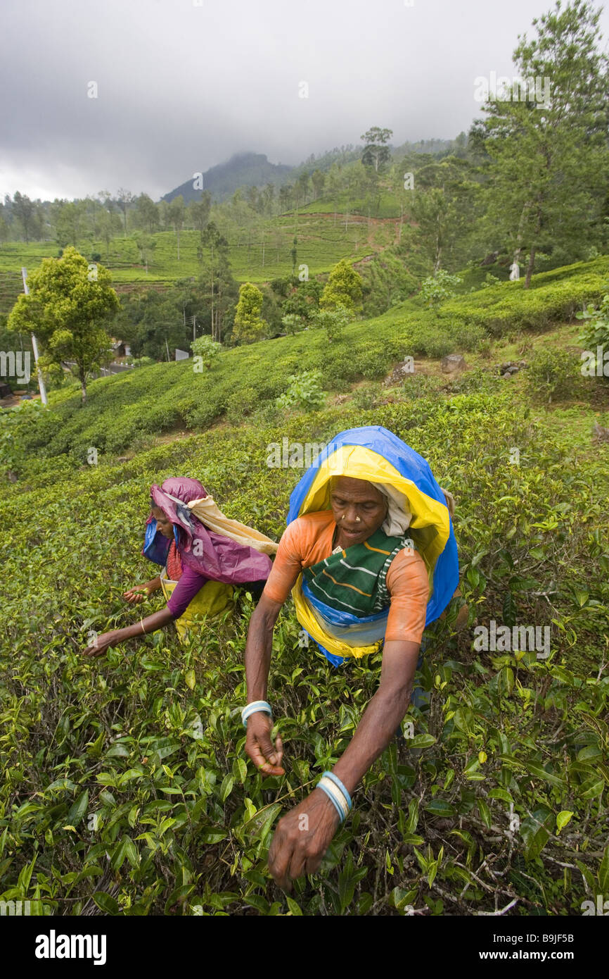 Sri Lanka Nuwara Eliya tea-plantation tea-pickers work Asia South-Asia highland plantation cultivation tea tea-plants women Stock Photo
