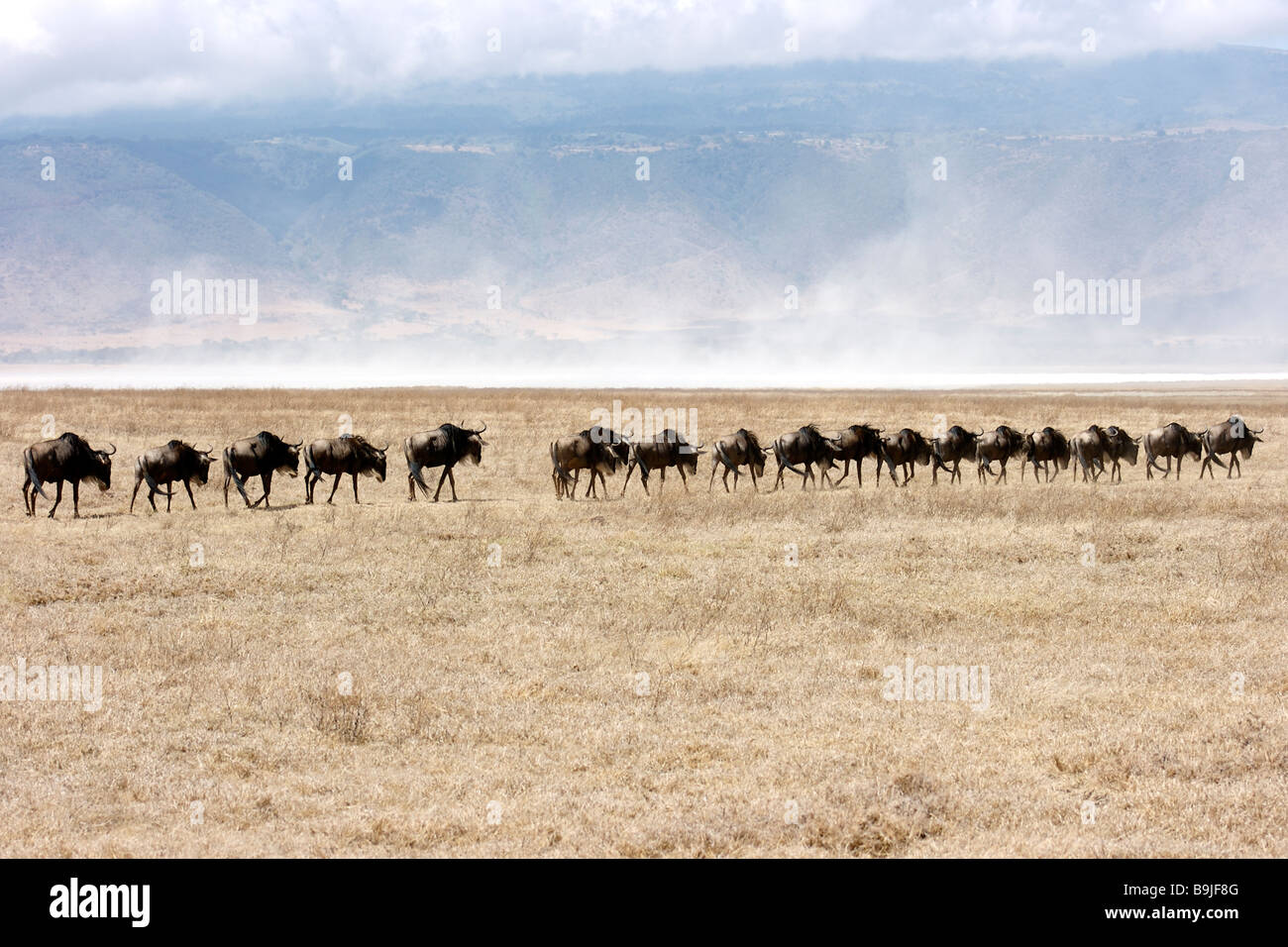 A herd of wildebeest walking in line across the Ngorongoro Crater, Tanzania Stock Photo