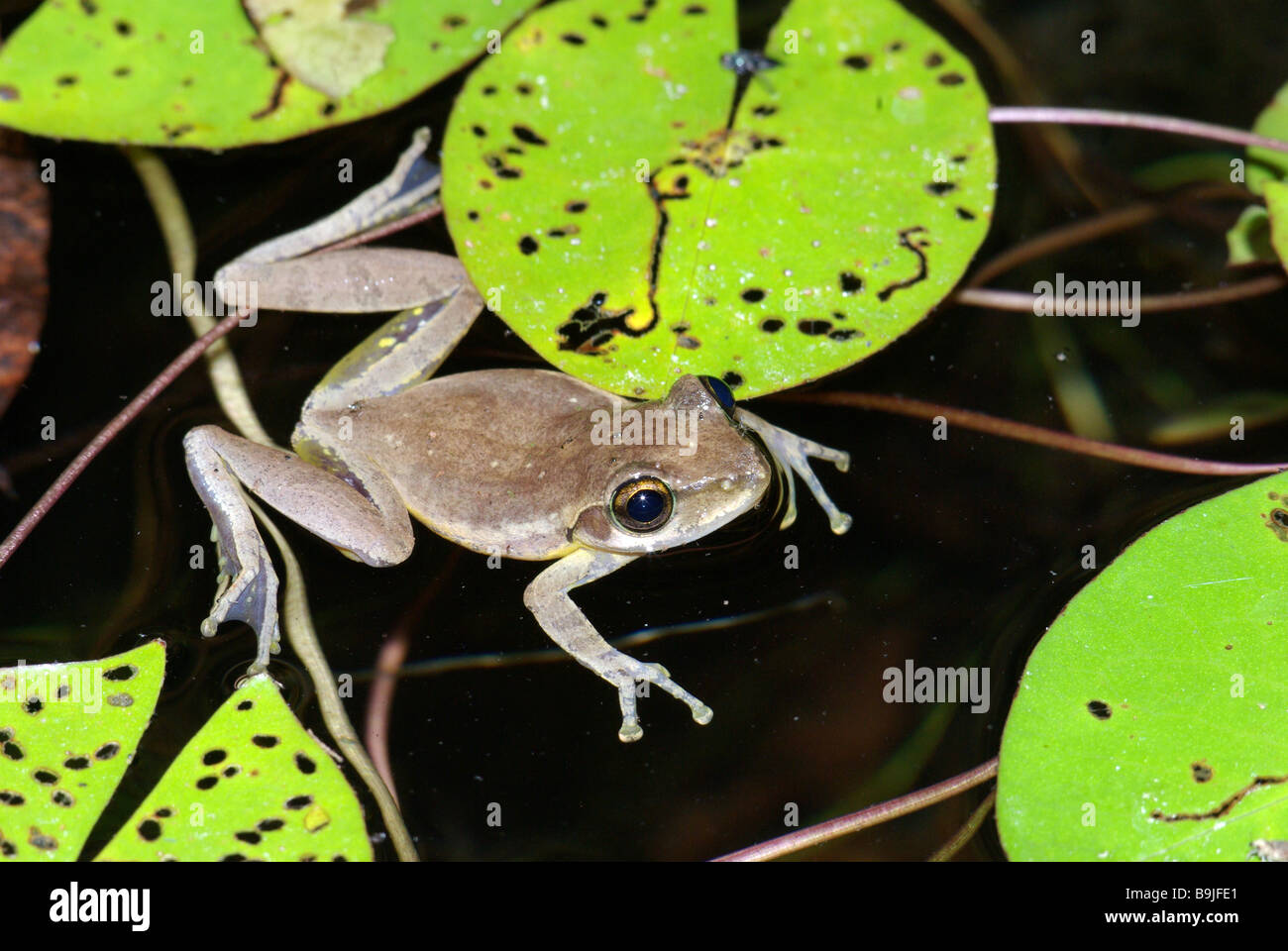 Dumeril's Bright-eyed Frog (Boophis tephraeomystax) floating in a pond at Anjajavy, Madagascar. Stock Photo
