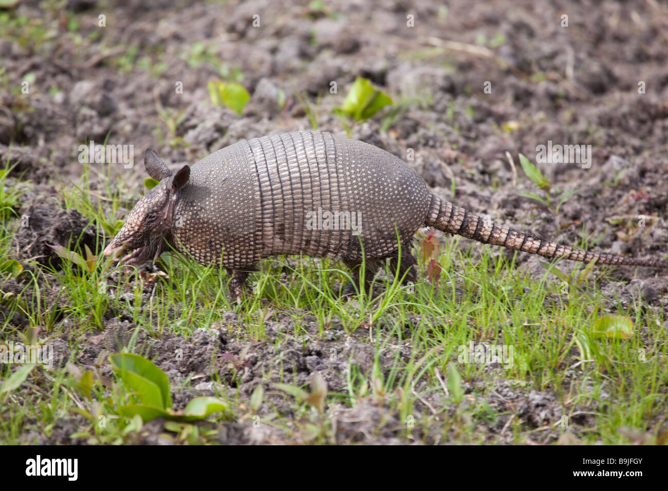 Armadillo walking hi-res stock photography and images - Alamy