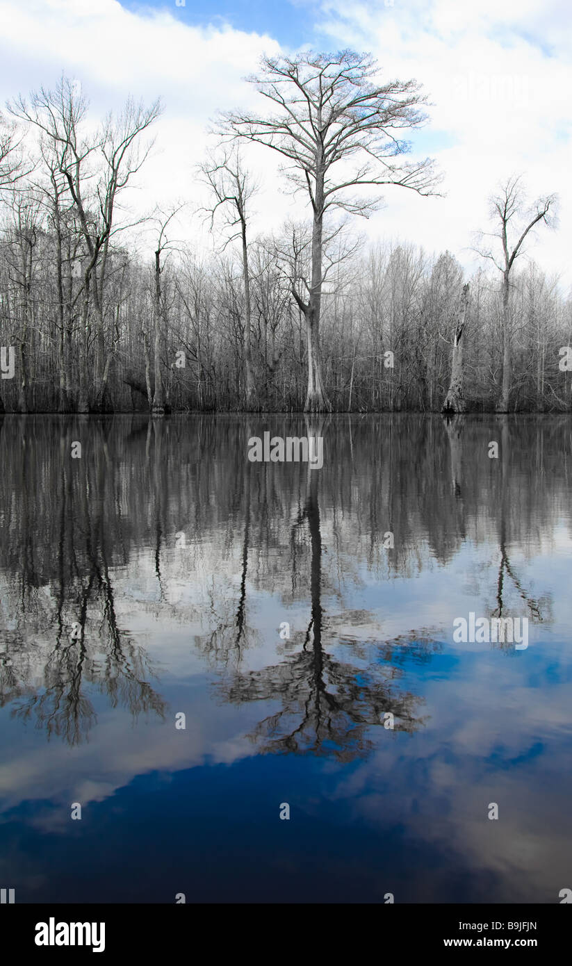 Cypress trees reflecting in clear water of swamp lake in eastern Arkansas Stock Photo