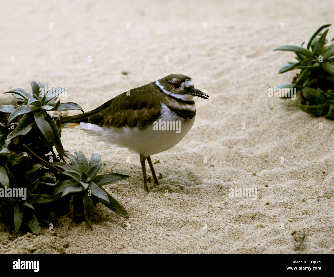 Killdeer bird hires stock photography and images Alamy