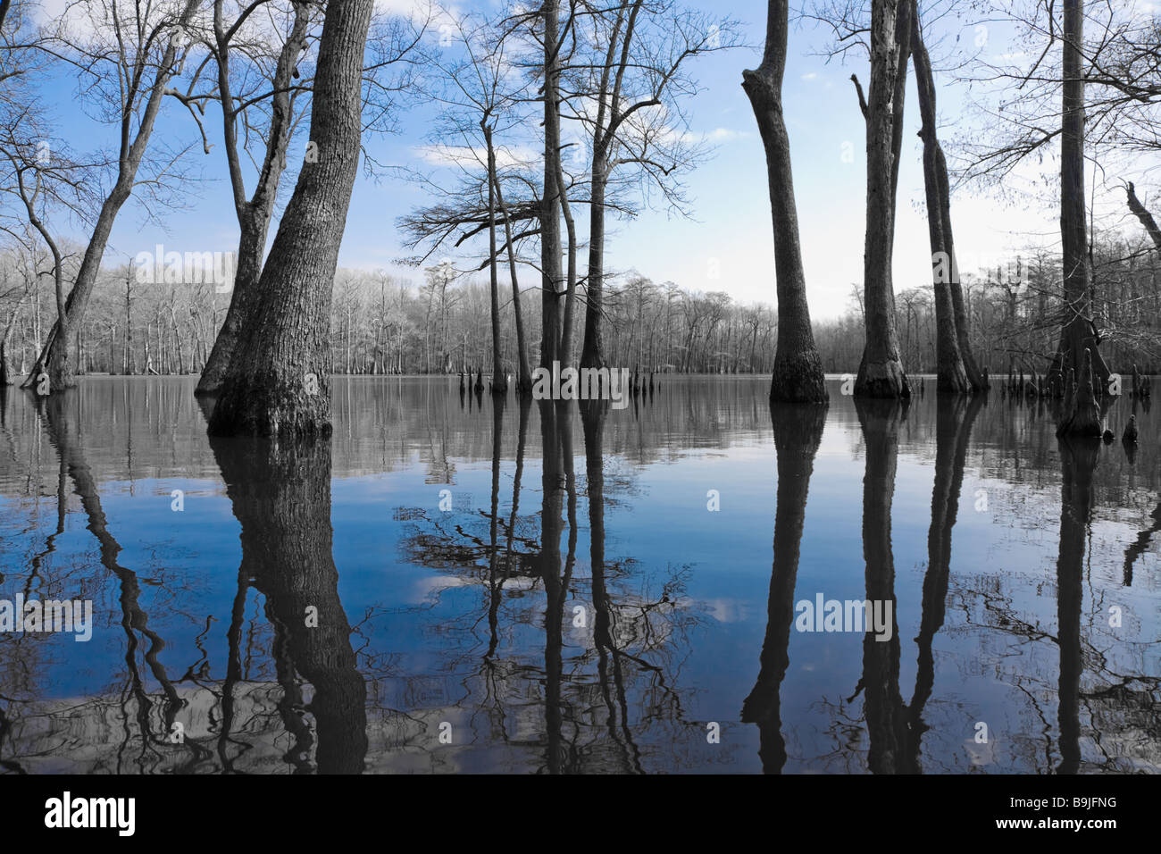 Cypress trees reflecting in clear water of swamp lake in eastern Arkansas Stock Photo