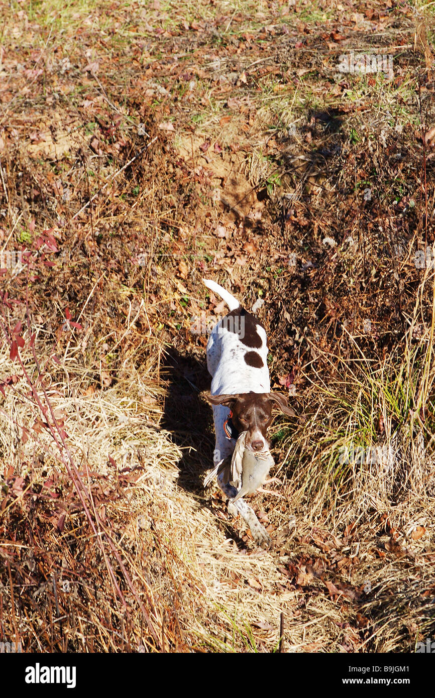 Hunting dog German short haired pointer retrieving a game bird Game bird Chukar in dog s mouth